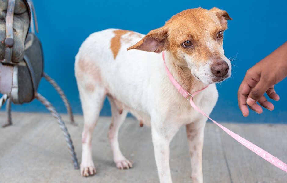 A heartwarming portrait of a rescue dog on a leash, emphasizing adoption. Shot outdoors in Trinidad and Tobago.