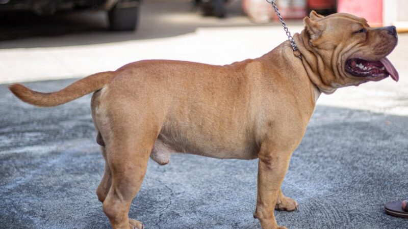 A brown American Bully dog standing on pavement with its mouth open and tongue out.