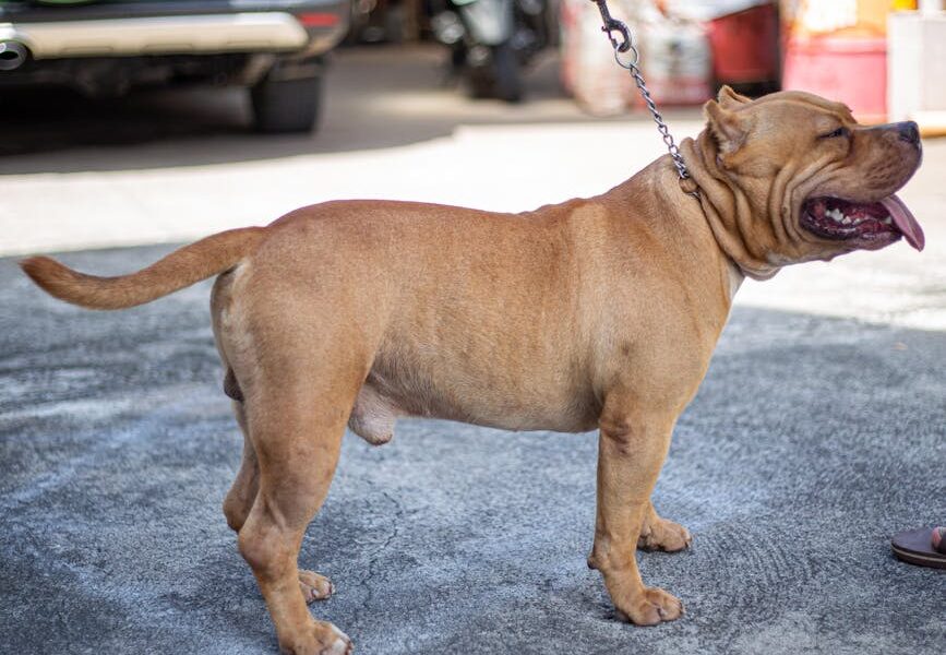A brown American Bully dog standing on pavement with its mouth open and tongue out.