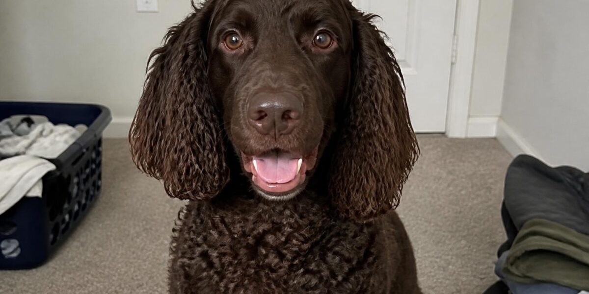 American Water Spaniel Breed Profile: Wisconsin’s Versatile State Dog