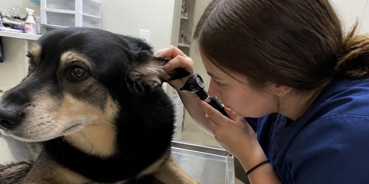 Amputation Recovery in Dogs: Tripod Adaptation and Rehabilit