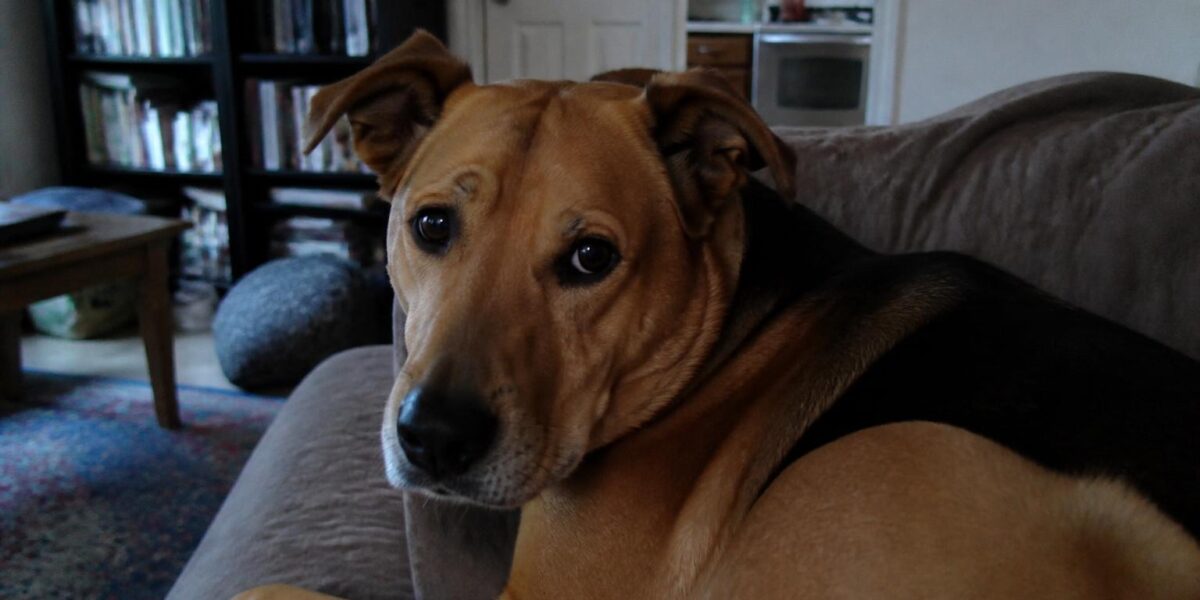 Anticoagulant Rodenticide Poisoning in Pets: Vitamin K Treat