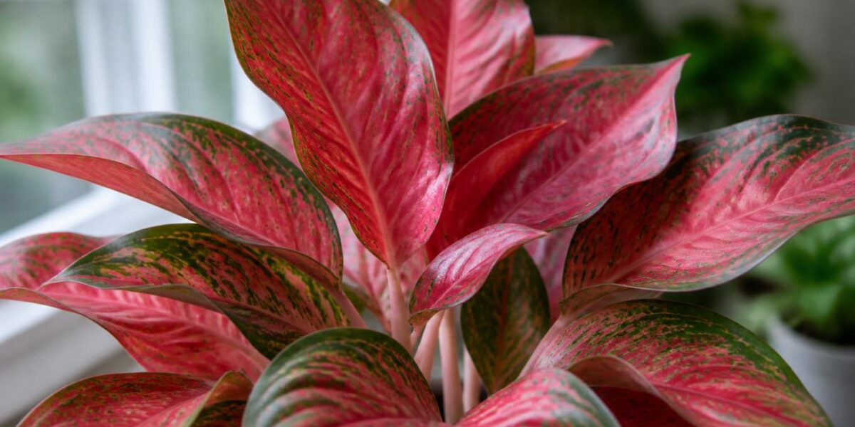 Is Red Aglaonema Toxic to Pets? Chinese Evergreen Cultivar