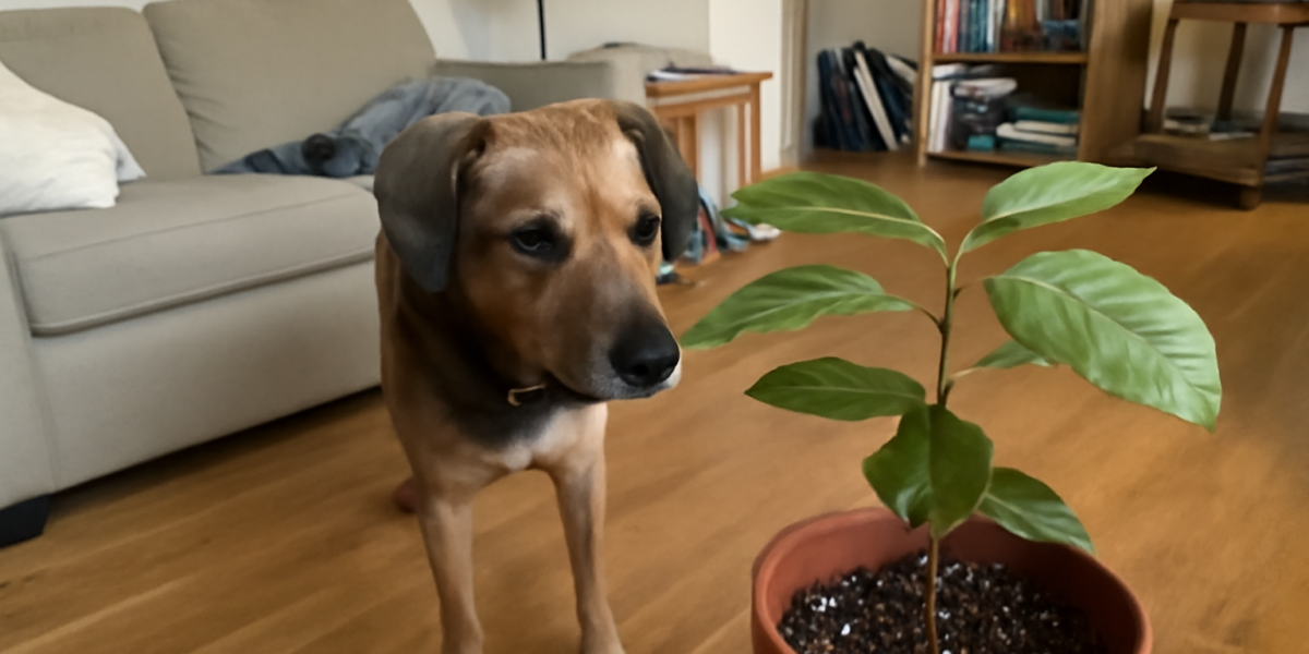Are Apricot Pits Toxic to Dogs? Stone Fruit Cyanide Risk