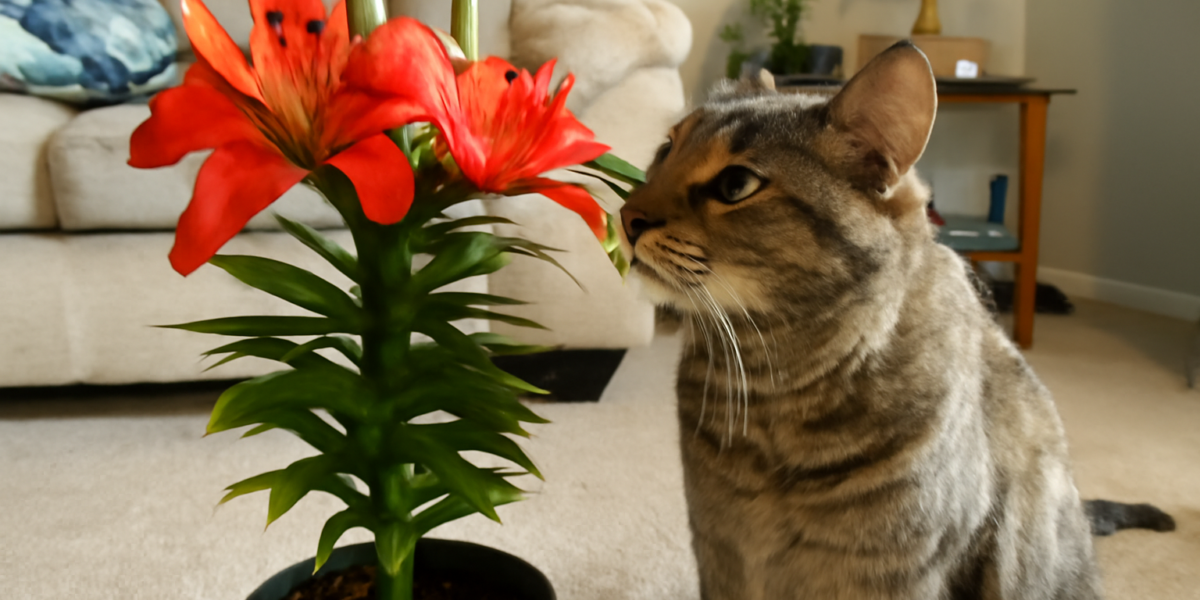 Are Asiatic Lilies Toxic to Cats? Lethal True-Lily Risk Expl