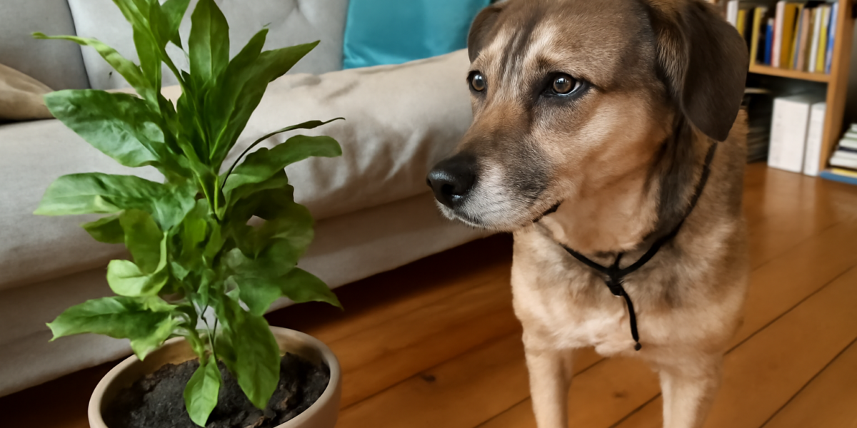 Is Bay Laurel Toxic to Dogs? Bay Leaf Tree Safety Guide