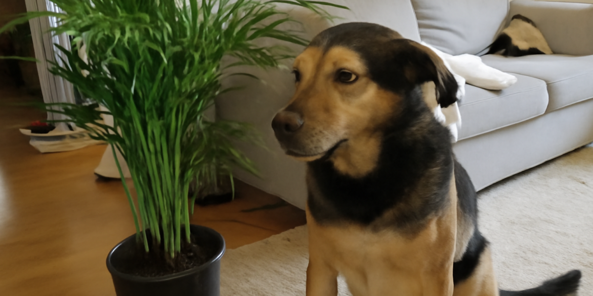 Is Betel Nut Palm Toxic to Pets? Areca Catechu Alkaloid Risk
