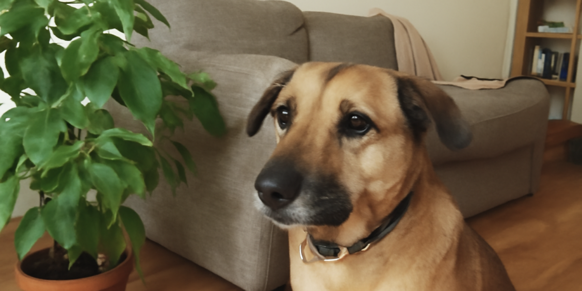 Are Cherry Leaves Toxic to Dogs? Wilted Leaf Cyanide Hazard