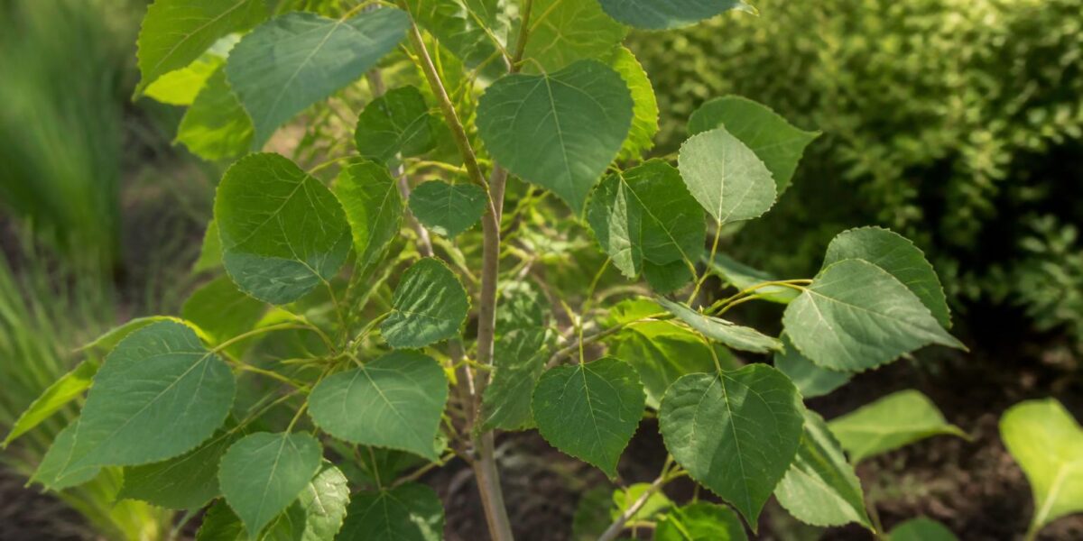 Are Cottonwood Trees Safe for Pets? Populus Garden Tree Guide
