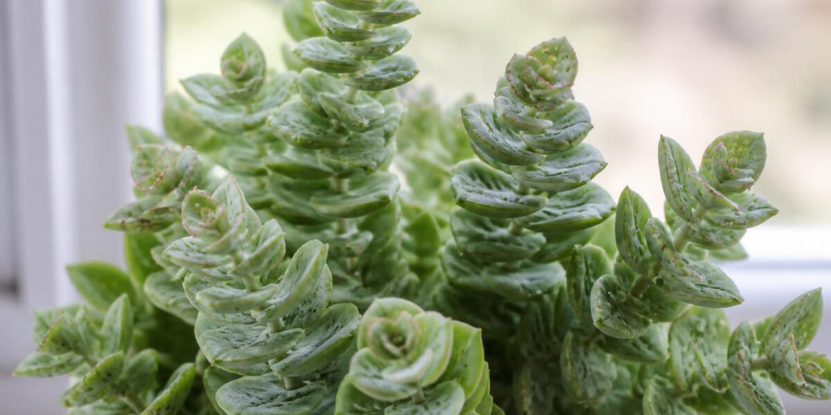 Is Crassula Perforata Toxic to Pets? String of Buttons Guide