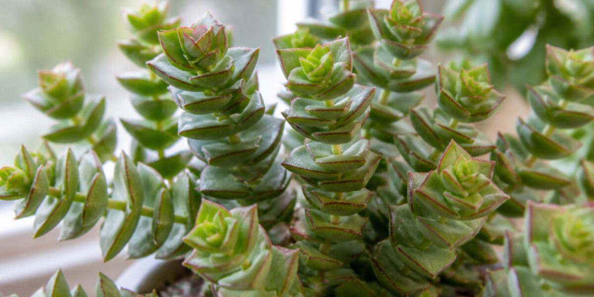 Is Crassula Tetragona Toxic to Pets? Mini Pine Tree Plant Guide
