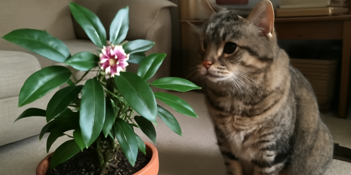 Is Daphne Toxic to Cats? Daphnin Garden Shrub Hazard