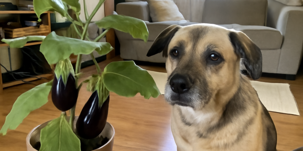 Are Eggplant Plants Toxic to Pets? Solanum Melongena Risk