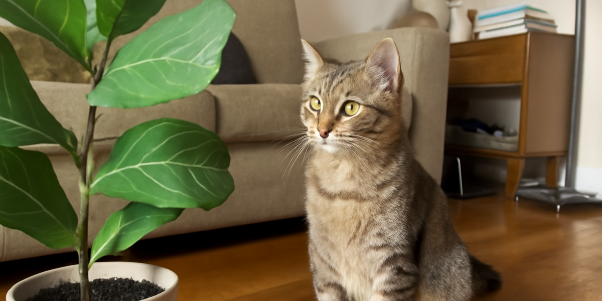Are Fig Leaves Toxic to Cats? Ficus Sap Phototoxicity