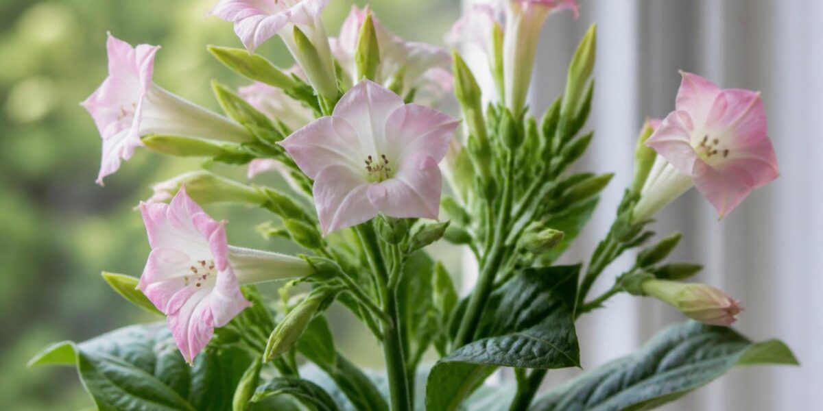Is Flowering Tobacco Toxic to Pets? Nicotiana Garden Plant Risk