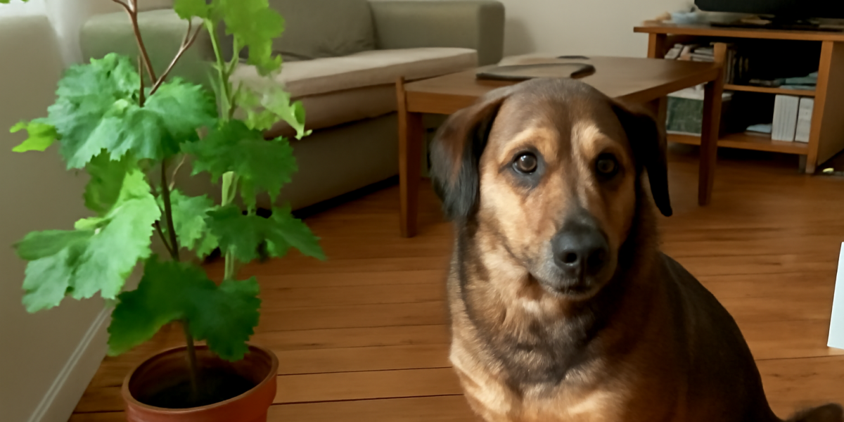 Is Grape Vine Toxic to Dogs? Vitis Vinifera Plant Risk