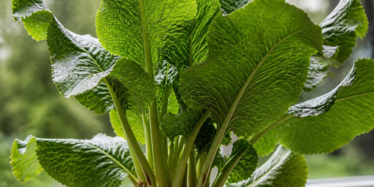 Are Horseradish Plants Toxic to Pets? Armoracia Isothiocyanate Guide