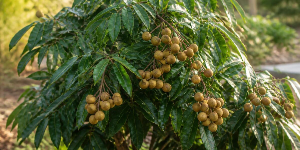 Are Longan Trees Safe for Pets? Dimocarpus Tropical Tree Guide