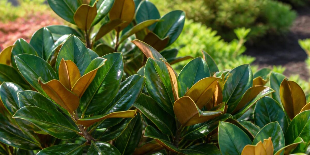 Are Magnolia Leaves Safe for Pets? Magnolia Tree Garden Safety