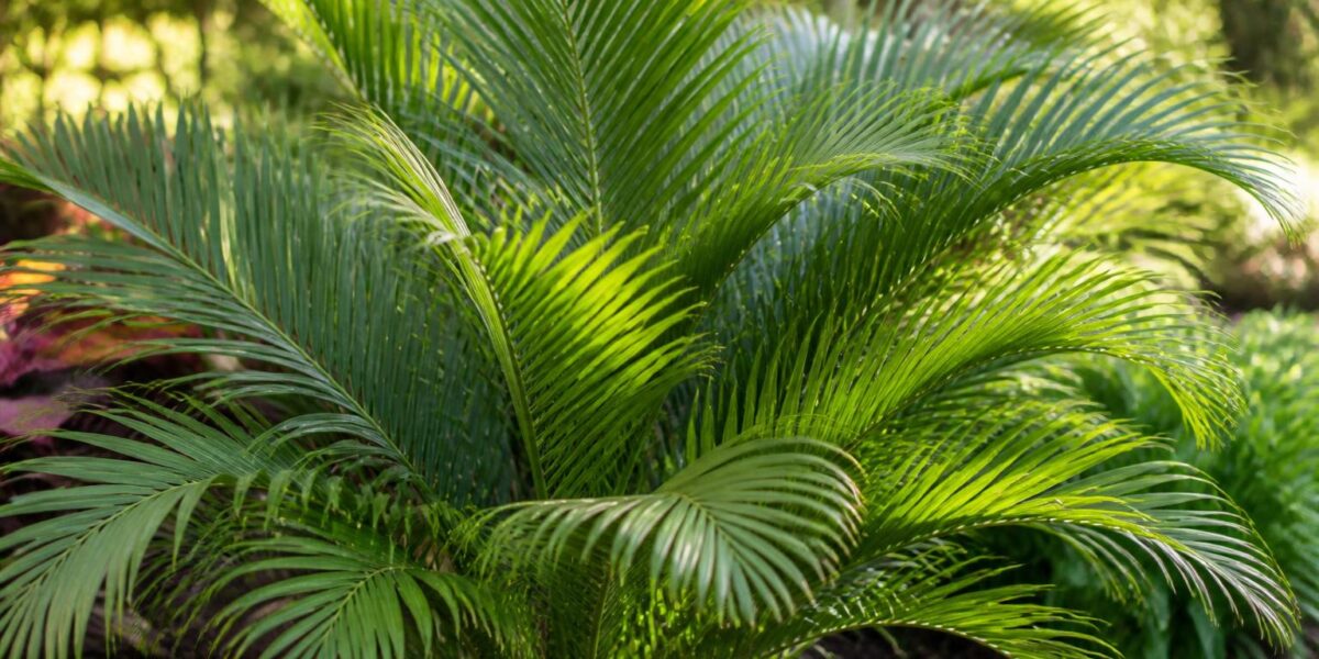 Is Majesty Palm Safe for Pets? Ravenea Rivularis Plant Guide