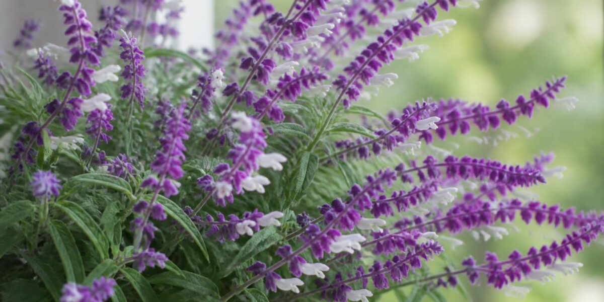Is Mexican Bush Sage Toxic to Pets? Salvia Leucantha Guide