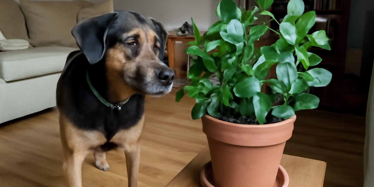 Is Mistletoe Fig Toxic to Pets? Ficus Deltoidea Plant Guide