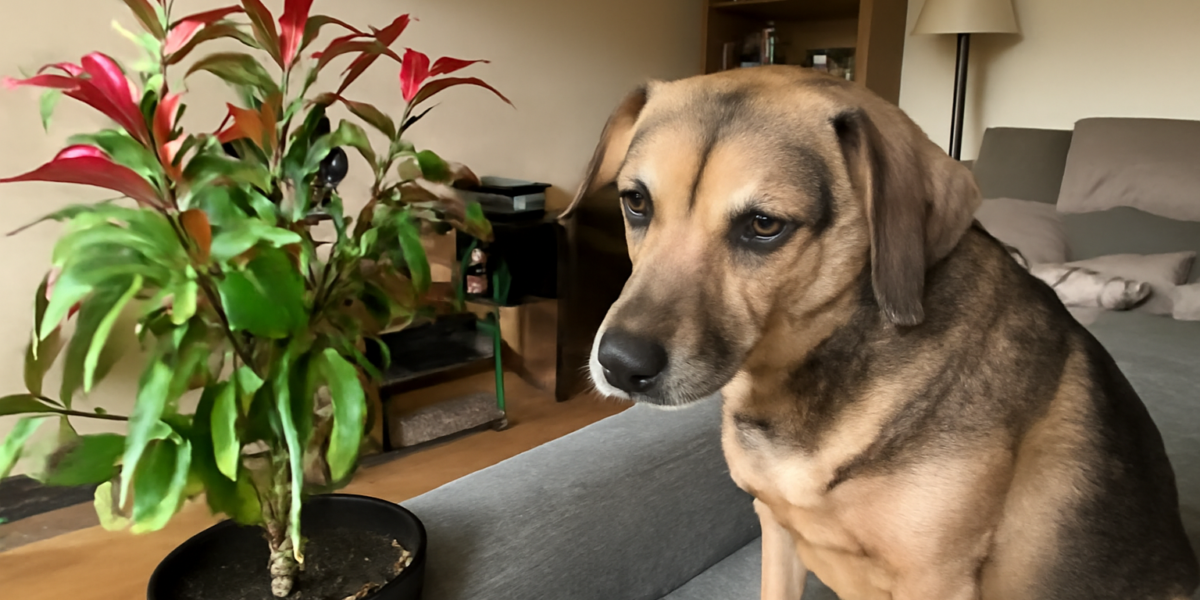 Is Photinia Toxic to Pets? Red Robin Shrub Cyanogenic Risk