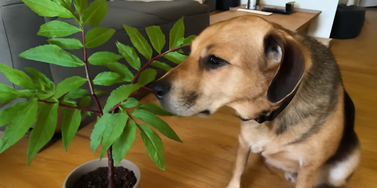 Is Poison Sumac Toxic to Dogs? Toxicodendron Vernix Risk