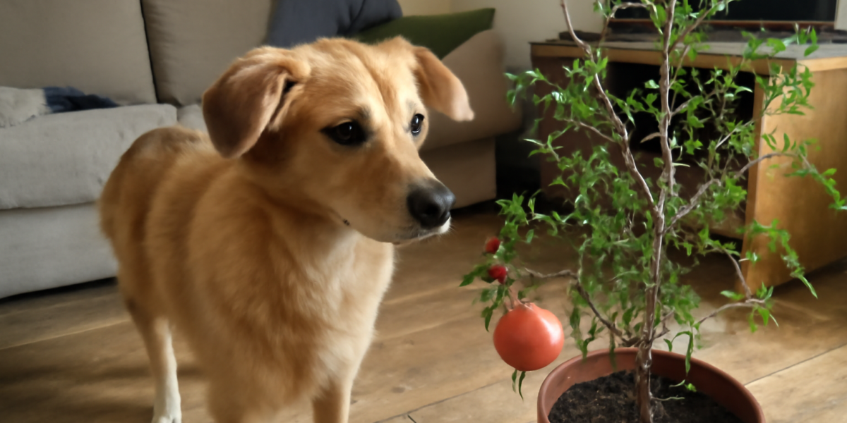 Are Pomegranate Trees Toxic to Pets? Bark and Root Hazard