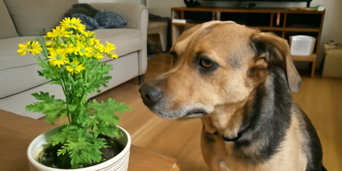 Is Ragwort Toxic to Dogs? Senecio Pyrrolizidine Alkaloid Ris