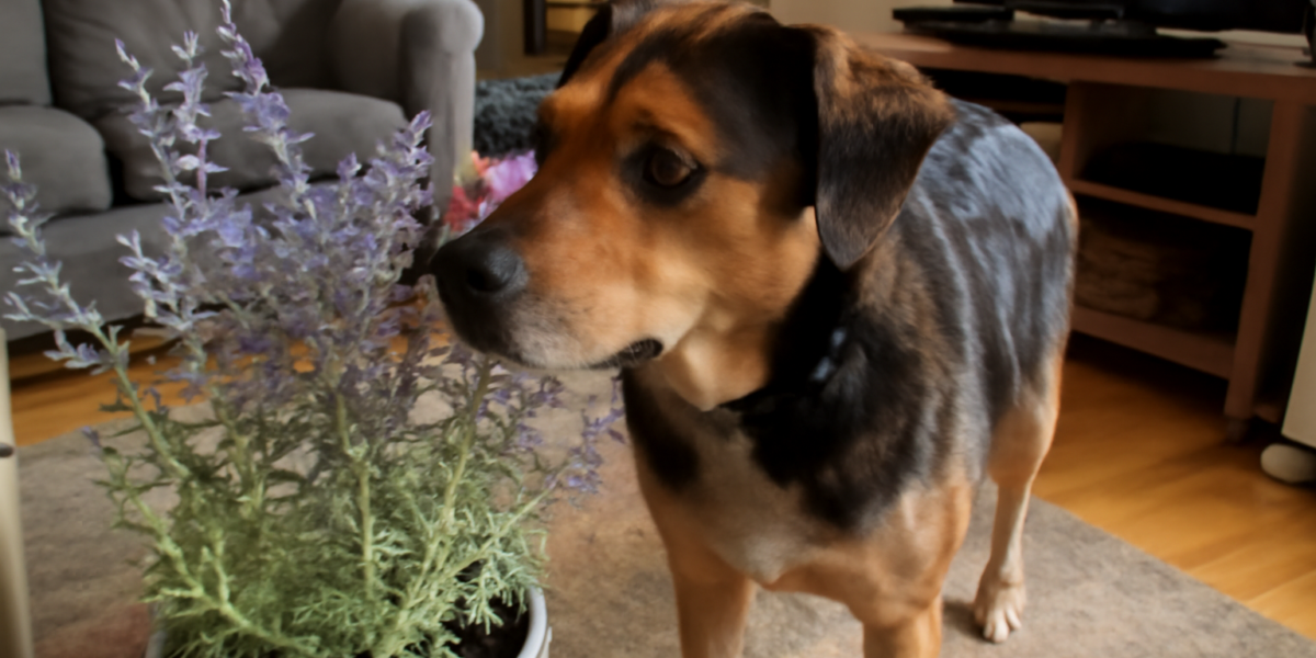 Is Russian Sage Toxic to Pets? Perovskia Garden Plant Guide
