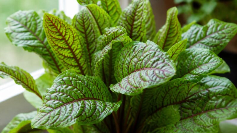 Are Sorrel Plants Toxic to Pets? Rumex Oxalate Sour Greens Guide