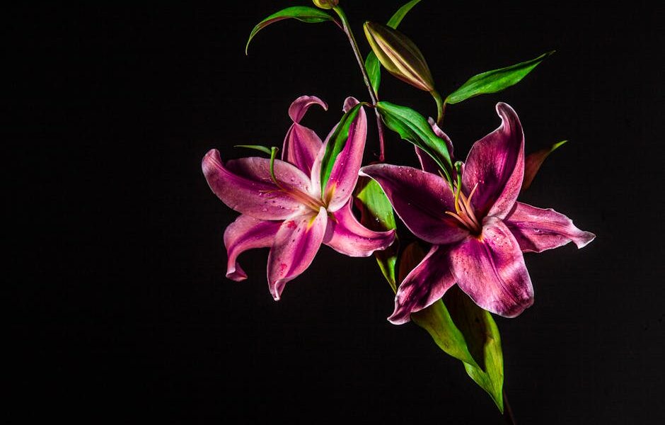 Close-up of vivid stargazer lilies blooming against a dark backdrop.