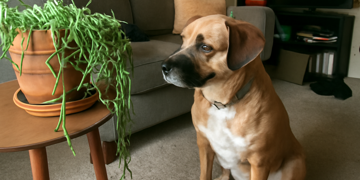 Is String of Bananas Toxic to Pets? Senecio Radicans Risk