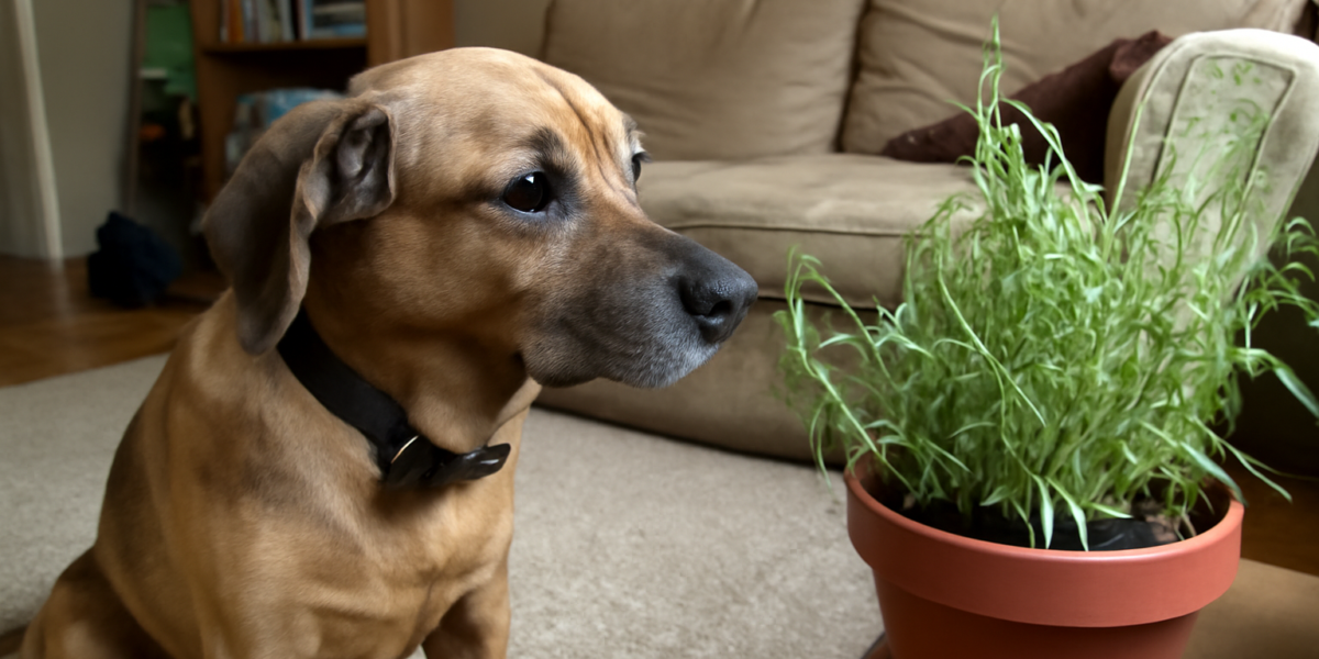 Are Tarragon Plants Toxic to Pets? Estragole Risk Explained