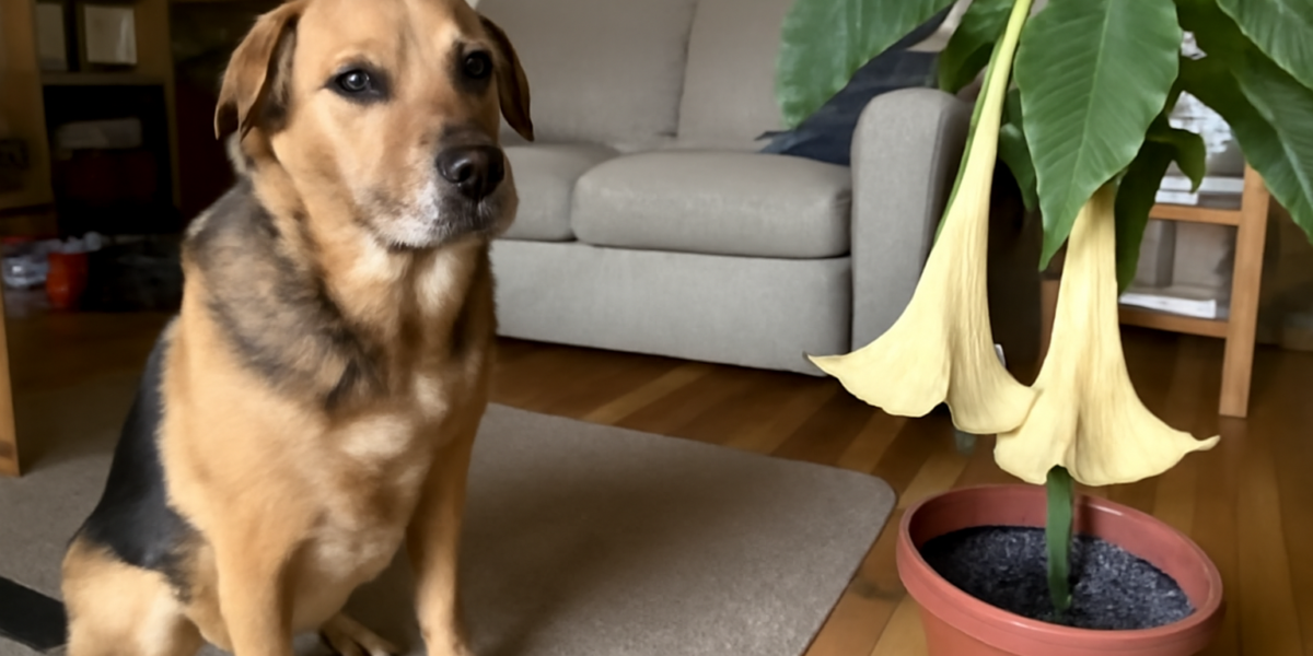 Is Trumpet Flower Toxic to Pets? Tecoma Plant Variety Guide