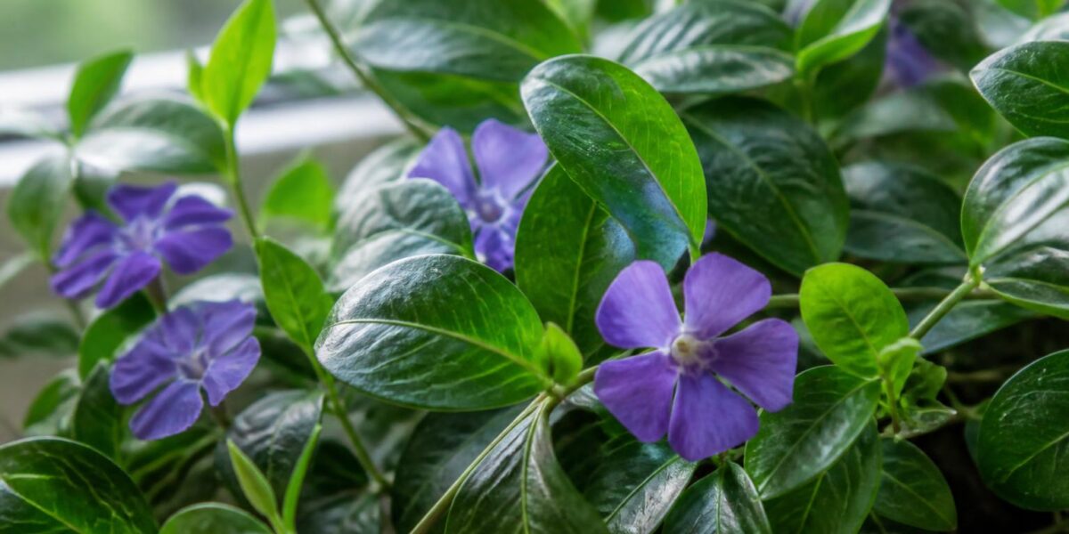 Are Vinca Major Plants Toxic to Pets? Greater Periwinkle Ground Cover