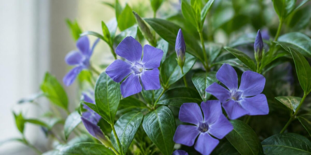 Are Vinca Minor Plants Toxic to Pets? Lesser Periwinkle Ground Cover
