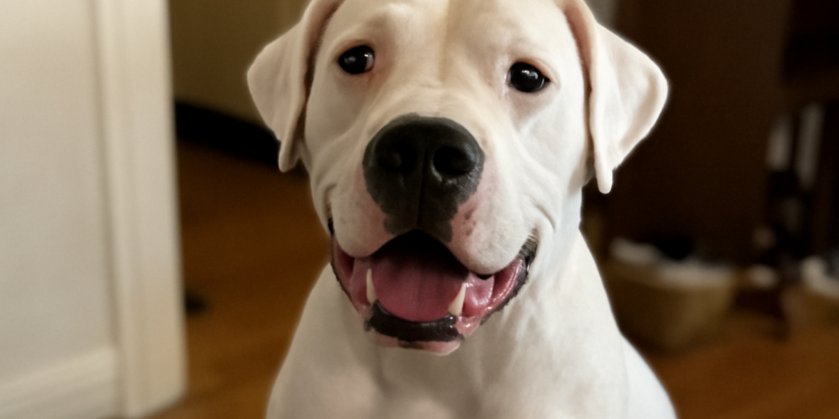 Argentine Dogo Breed Profile: White Powerhouse Hunter