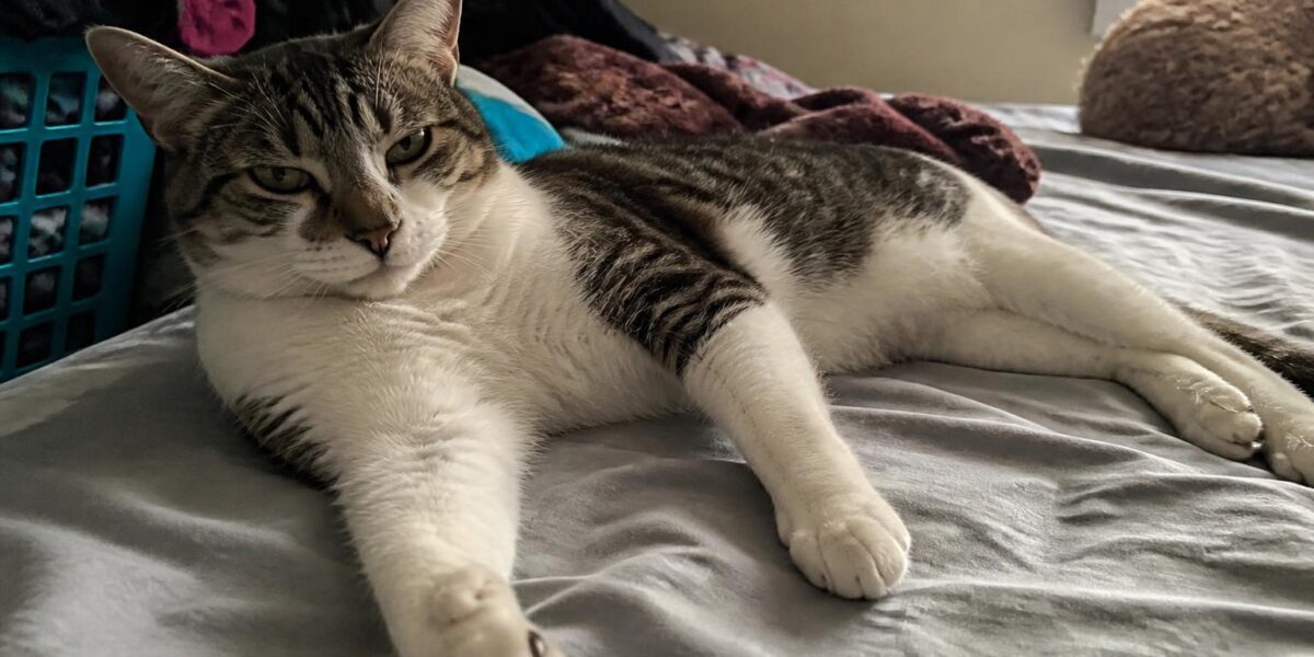 7 Asian Cat Breeds: History, Personality & Care