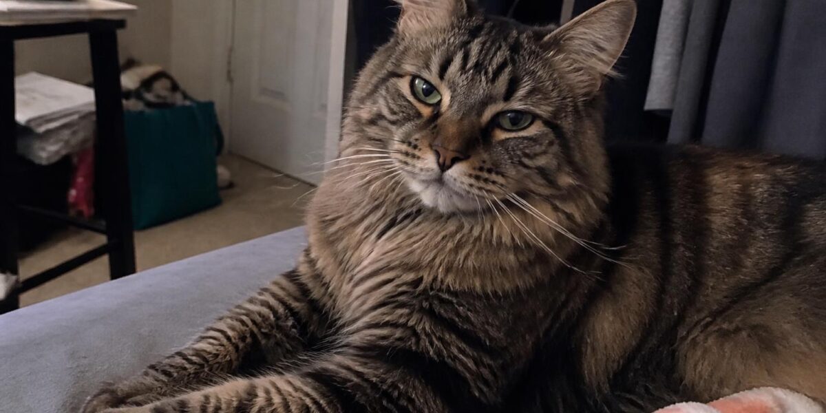 Asian Leopard Cat: The Bengal Foundation Species