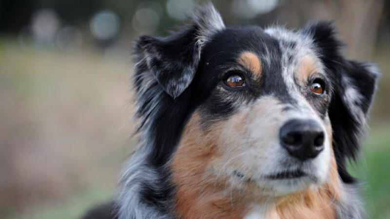 Detailed close-up of an attentive Australian Shepherd dog outdoors.