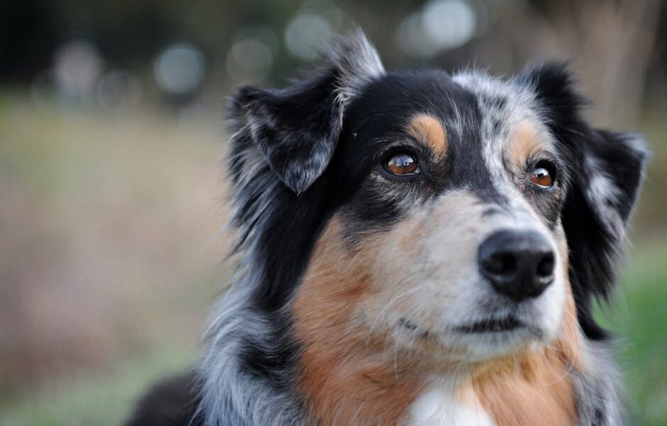 Detailed close-up of an attentive Australian Shepherd dog outdoors.