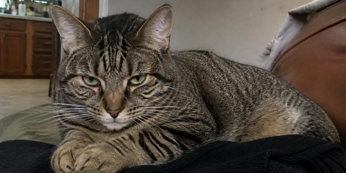 Automatic Laser Toys for Cats: Safety First