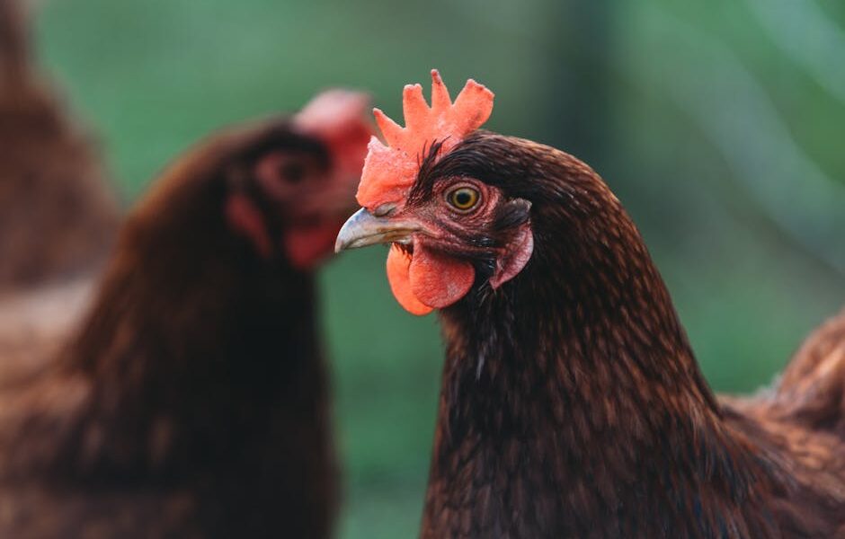 A detailed close-up portrait of a brown hen, showcasing its profile and vibrant features.