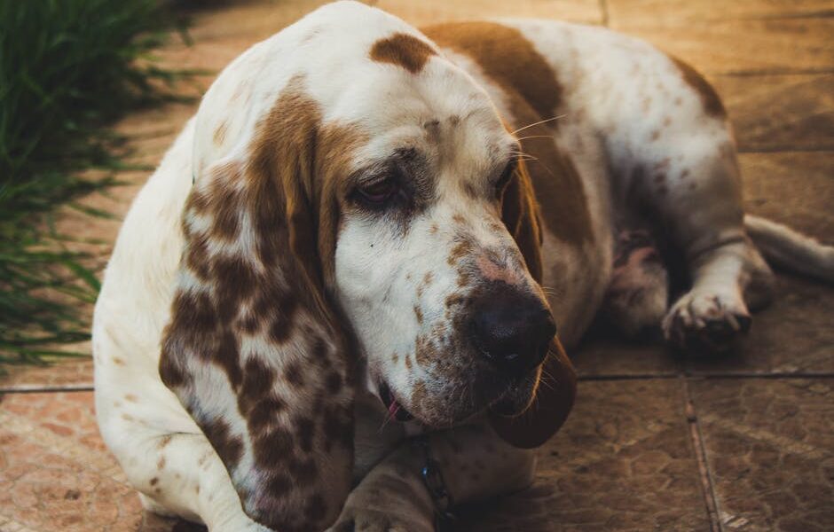 Adorable Basset Hound lying on tiled floor, enjoying a sunny day outdoors.