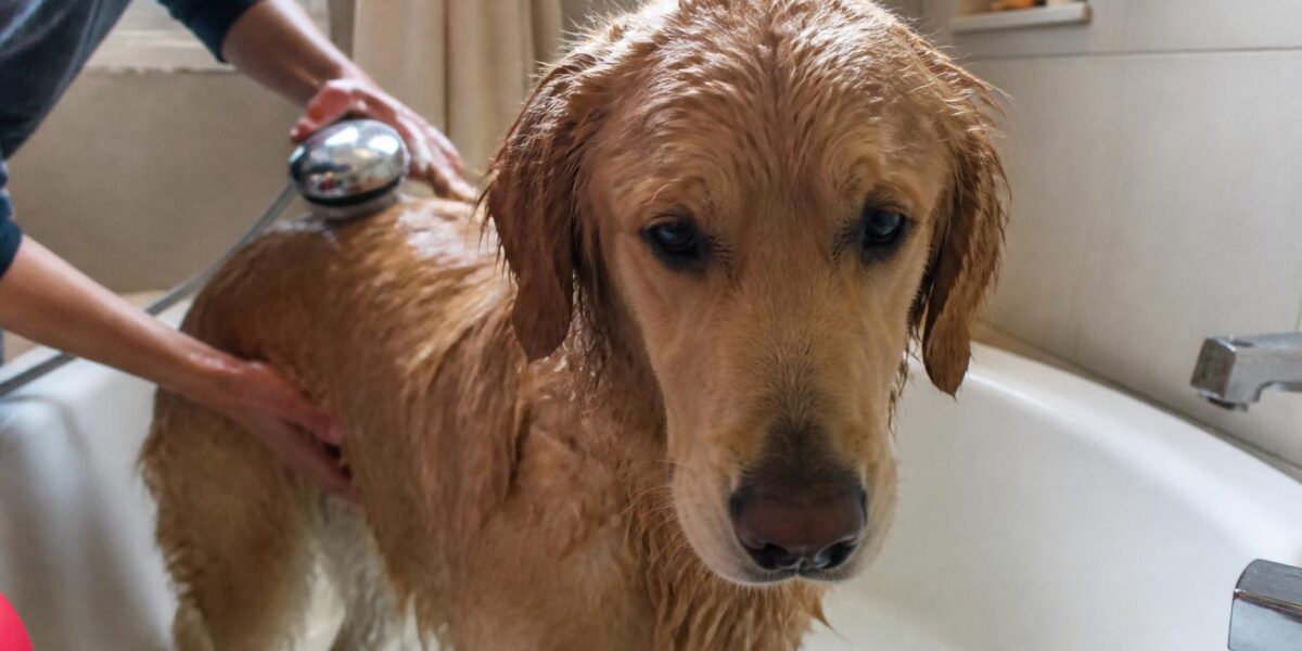 Bathing a Dog at Home: Frequency Products and Technique
