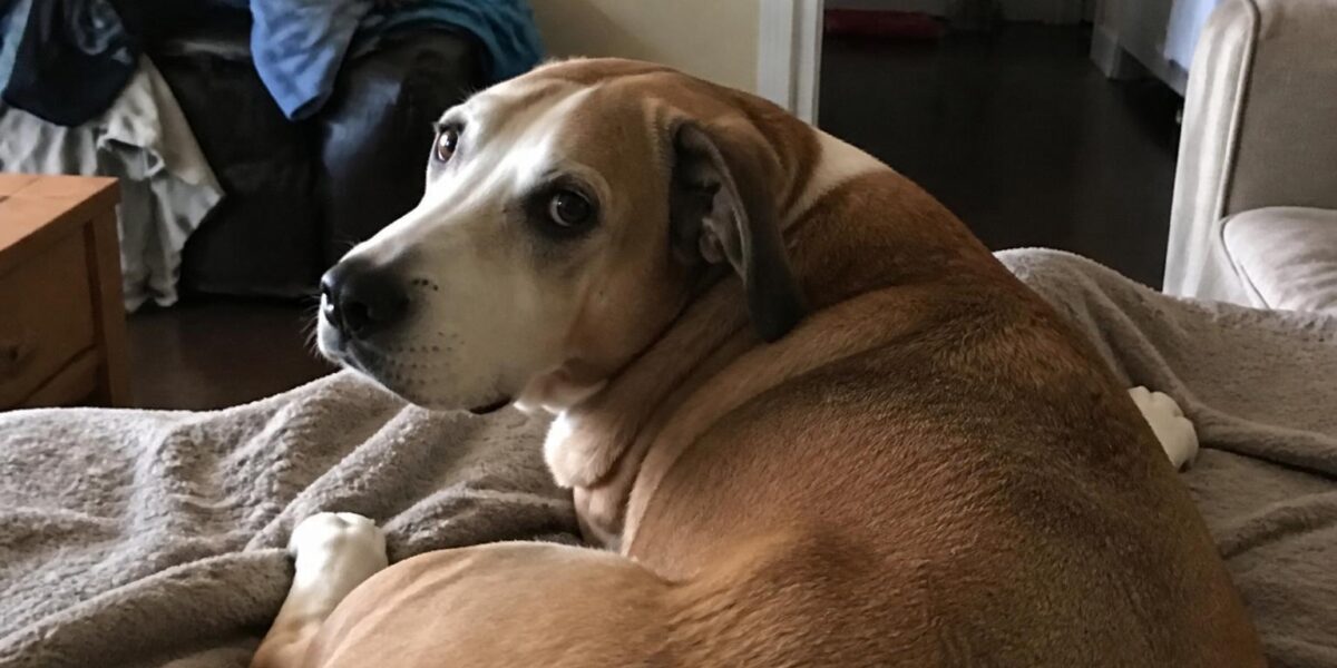 Beagle: Breed Profile & Adoption Guide