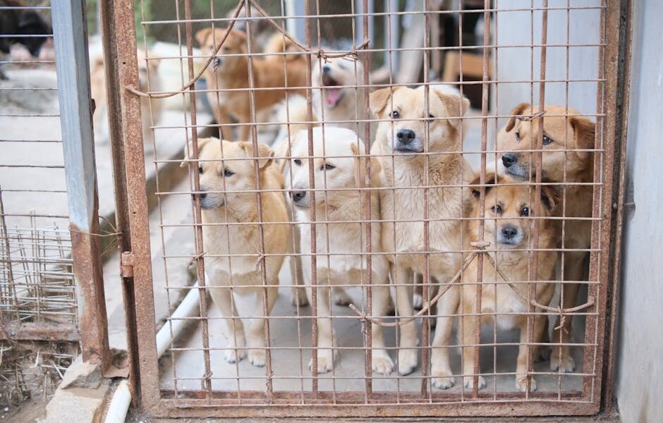 Multiple dogs in a shelter cage, highlighting the need for adoption and animal care.