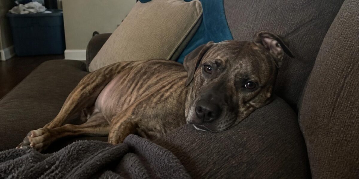 Benefits of Adopting Older Pets: Why Senior Companions Deserve Your Love